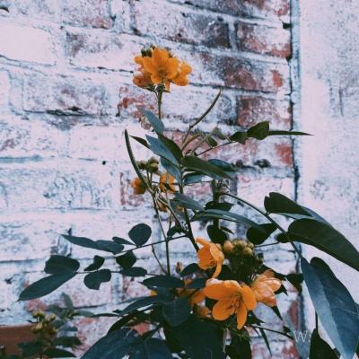 管家婆一码一肖资料手机app下载